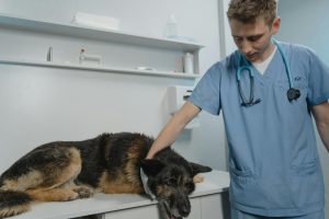 dog at vet