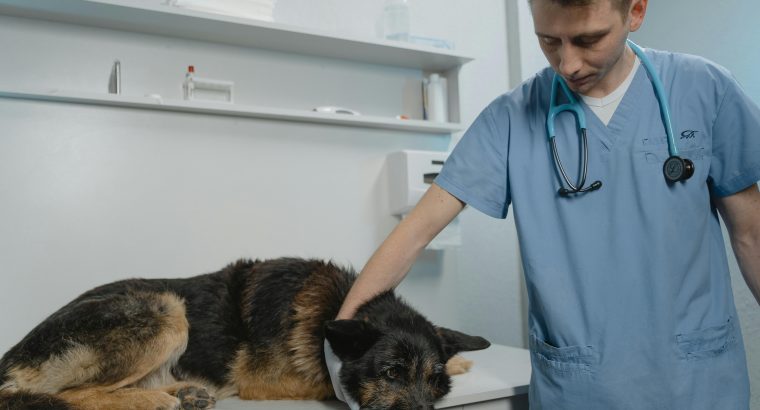 Dog Desexing in Australia: A Clear, Practical Guide for Pet Owners