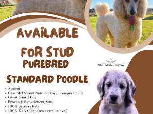 Poodle Standard – Rockhampton City