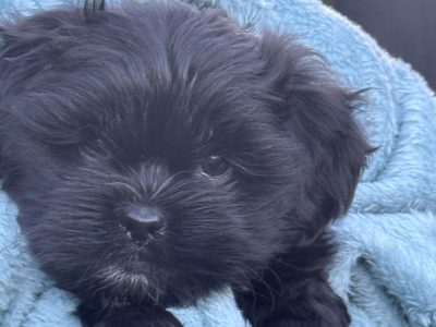 Lhasa Apso – Diamond Creek