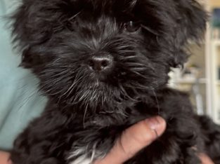 Lhasa Apso – Diamond Creek