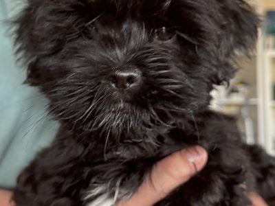 Lhasa Apso – Diamond Creek