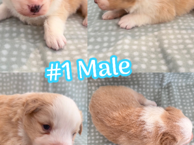 Border Collie – Midland