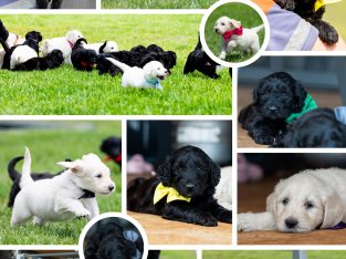 Goldendoodle – Cambooya