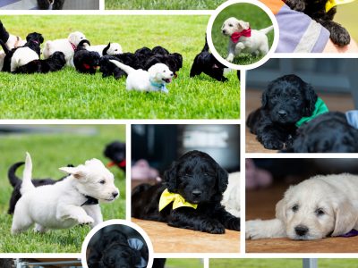 Goldendoodle – Cambooya