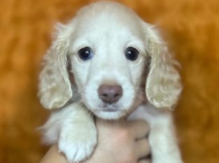 Miniature Dachshund – Alexia Forte