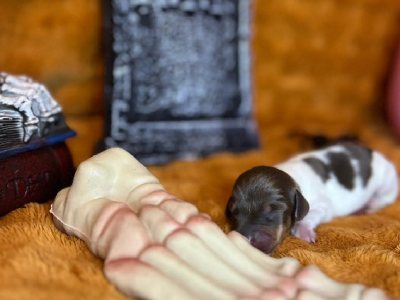 Dachshund – Alexia Forte