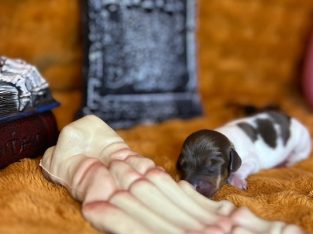 Dachshund – Alexia Forte