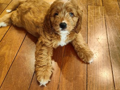 Cavoodle – Bull Creek