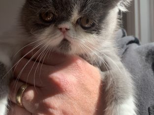Exotic Shorthair – Beaumaris