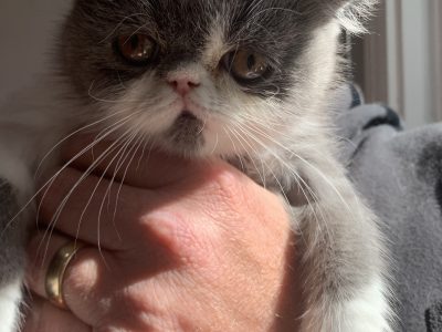 Exotic Shorthair – Beaumaris