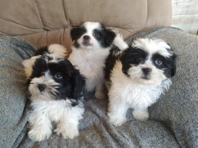 Dogs – Mark Hudson