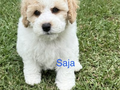 Toy Poodle – Mount Annan