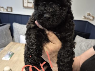 Maltese Shih Tzu – Brendale