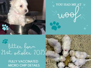 Bichon Frise – Emma