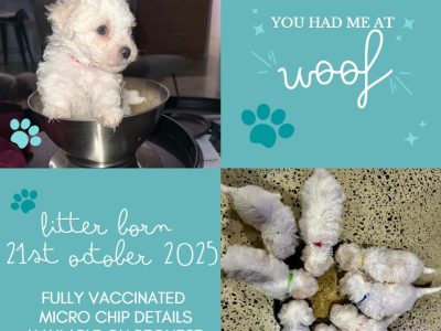 Bichon Frise – Emma