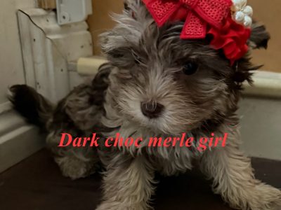 Yorkshire Terrier – Rooty Hill