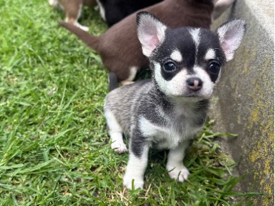 Chihuahua – Traralgon