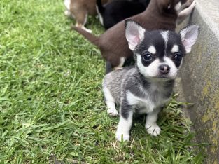 Chihuahua – Traralgon