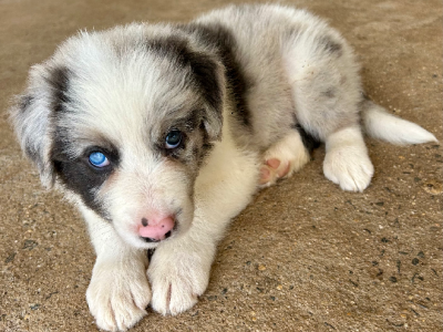 Border Collie – Mareeba