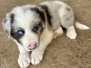 Border Collie – Mareeba