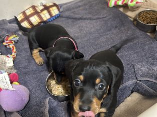 Miniature Dachshund – Miles