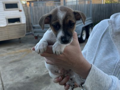 Jack Russell – Corio