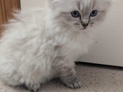 Ragdoll – Inverloch