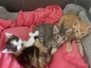 Domestic Short Hair (DSH) – Shellharbour