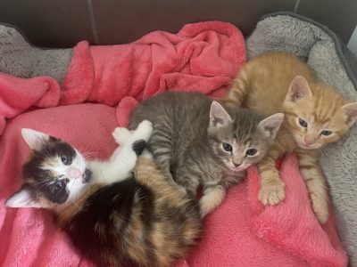 Domestic Short Hair (DSH) – Shellharbour