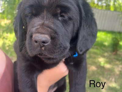 Labrador Retriever – Griffith