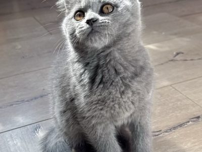 Cats – Stuart Mill