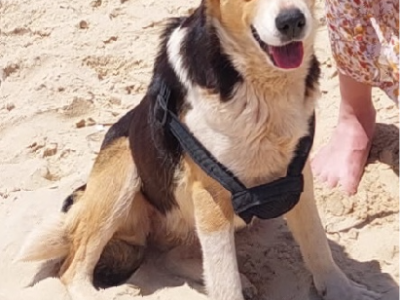 Australian Shepherd – Toowoomba