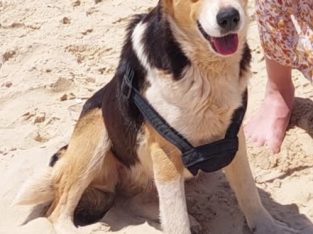 Australian Shepherd – Toowoomba