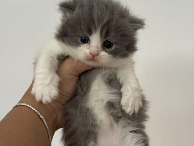 Scottish Shorthair – Tamworth