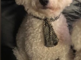 Bichon Frise – Padstow