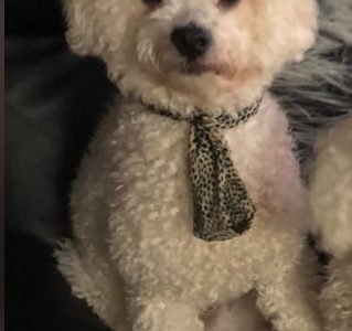 Bichon Frise – Padstow