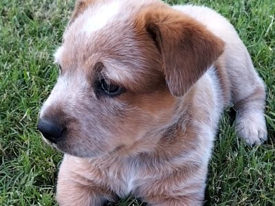 Australian Stumpy Tail Cattle Dog – Aramara