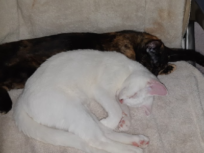 Domestic Short Hair (DSH) – North Richmond