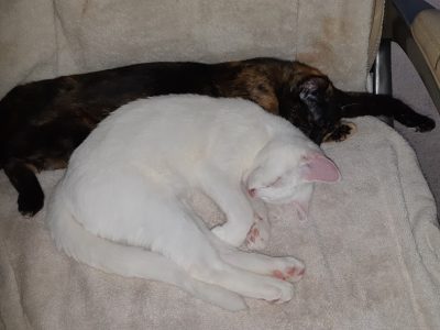 Domestic Short Hair (DSH) – North Richmond