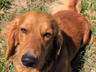 Dachshund – Armidale