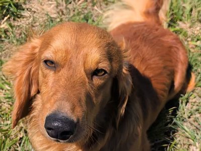 Dachshund – Armidale