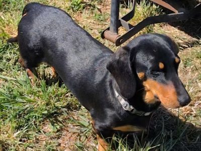 Miniature Dachshund – Armidale