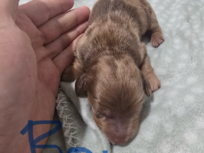 Dachshund – Parmelia