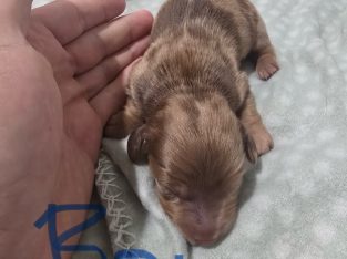 Dachshund – Parmelia