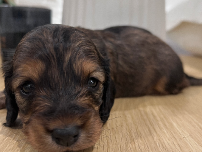 Dachshund – Parmelia