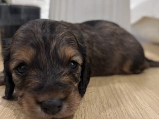 Dachshund – Parmelia