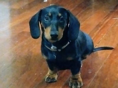 Dachshund – Rockhampton City