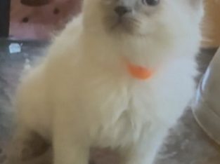 Ragdoll – Jarrahdale