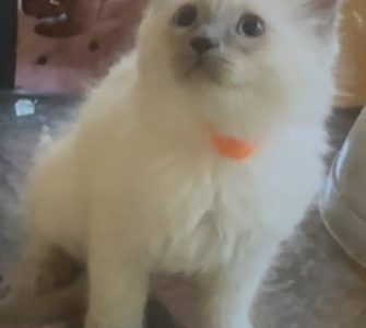 Ragdoll – Jarrahdale